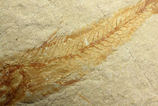 珍しい！エビと魚が同居した、レバノン産ダブル化石標本（その8）