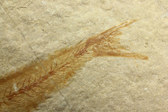 珍しい！エビと魚が同居した、レバノン産ダブル化石標本（その9）