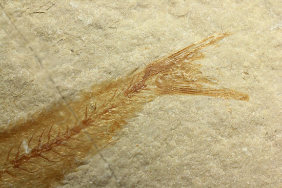 珍しい!エビと魚が同居した、レバノン産ダブル化石標本(その9)