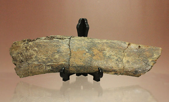 ワイドかつ長い、トリケラトプスの肋骨化石(Triceratops)（その2）