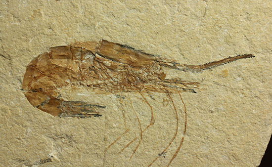 長い触覚が保存されたレバノン産エビ化石標本(その1)