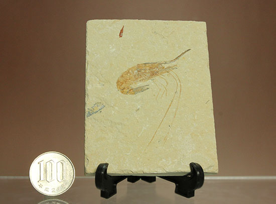 長い触覚が保存されたレバノン産エビ化石標本(その10)
