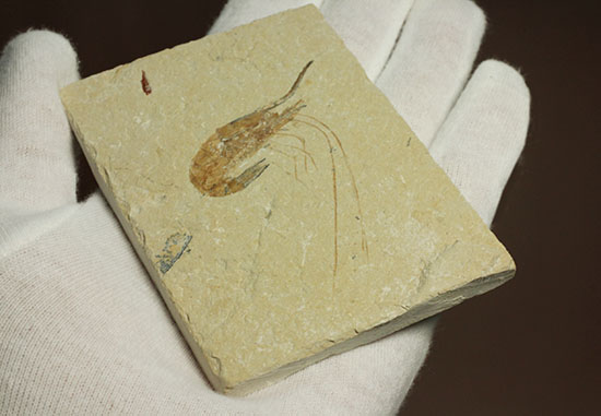 長い触覚が保存されたレバノン産エビ化石標本(その9)