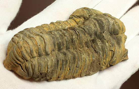 11cm大きなモロッコ産三葉虫カリメネ・ウーズレグイ(Calymene)（その11）