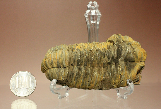 11cm大きなモロッコ産三葉虫カリメネ・ウーズレグイ(Calymene)（その17）