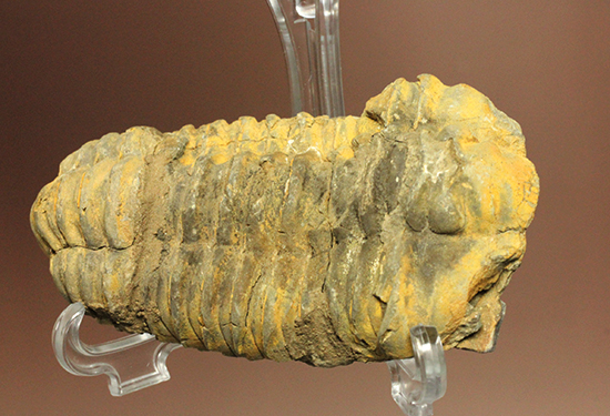 11cm大きなモロッコ産三葉虫カリメネ・ウーズレグイ(Calymene)（その2）