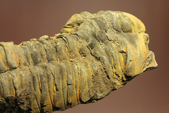 11cm大きなモロッコ産三葉虫カリメネ・ウーズレグイ(Calymene)（その6）