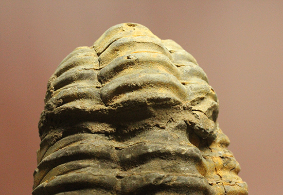 11cm大きなモロッコ産三葉虫カリメネ・ウーズレグイ(Calymene)（その9）