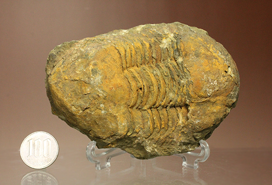 米国産だけではない!こちらはモロッコ産の三葉虫イソテルス(Isotelus sp.)(その15)