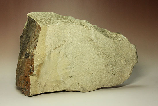 シルト質の土壌に刻まれた、はっきりクッキリ、コナラのような落葉樹の葉っぱの化石（その1）