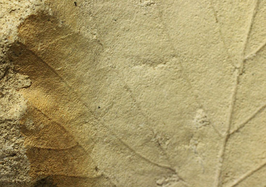 シルト質の土壌に刻まれた、はっきりクッキリ、コナラのような落葉樹の葉っぱの化石（その10）