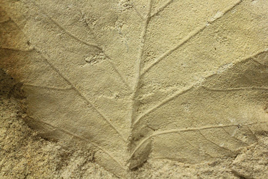 シルト質の土壌に刻まれた、はっきりクッキリ、コナラのような落葉樹の葉っぱの化石（その11）