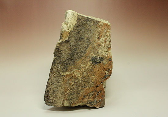 シルト質の土壌に刻まれた、はっきりクッキリ、コナラのような落葉樹の葉っぱの化石（その13）