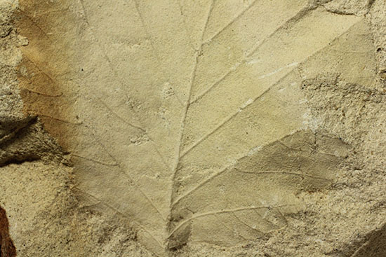 シルト質の土壌に刻まれた、はっきりクッキリ、コナラのような落葉樹の葉っぱの化石（その15）