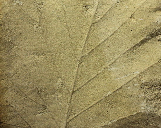 シルト質の土壌に刻まれた、はっきりクッキリ、コナラのような落葉樹の葉っぱの化石（その16）