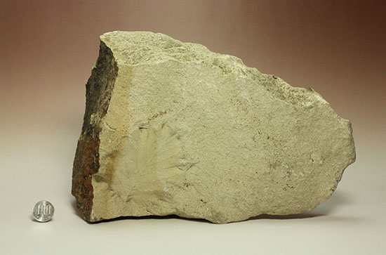 シルト質の土壌に刻まれた、はっきりクッキリ、コナラのような落葉樹の葉っぱの化石（その17）
