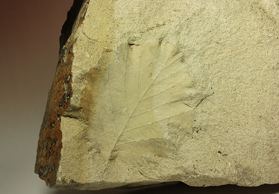 シルト質の土壌に刻まれた、はっきりクッキリ、コナラのような落葉樹の葉っぱの化石（その2）