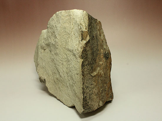 シルト質の土壌に刻まれた、はっきりクッキリ、コナラのような落葉樹の葉っぱの化石（その4）