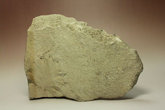 シルト質の土壌に刻まれた、はっきりクッキリ、コナラのような落葉樹の葉っぱの化石（その6）
