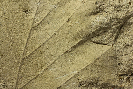 シルト質の土壌に刻まれた、はっきりクッキリ、コナラのような落葉樹の葉っぱの化石（その8）