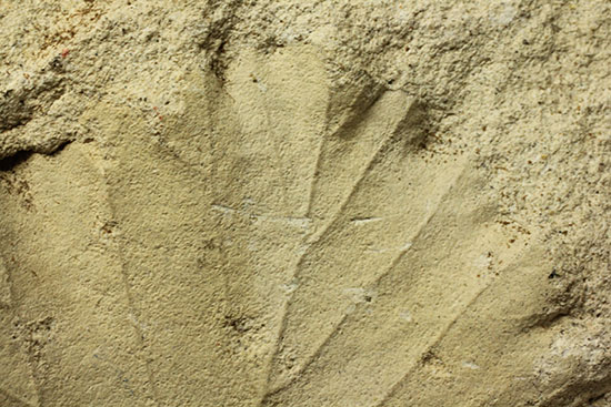 シルト質の土壌に刻まれた、はっきりクッキリ、コナラのような落葉樹の葉っぱの化石（その9）
