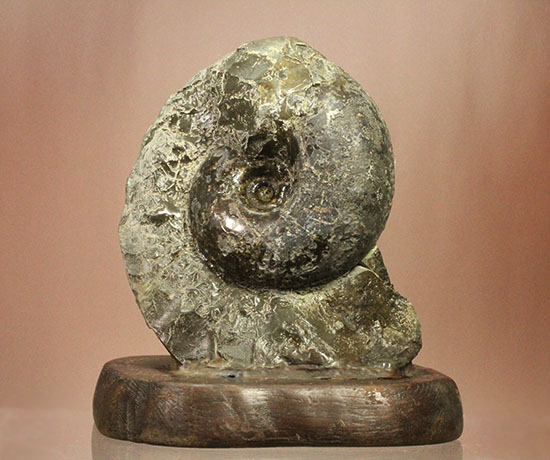 調度品として完全に仕上がっている北海道産アンモナイト(Ammonite)（その1）