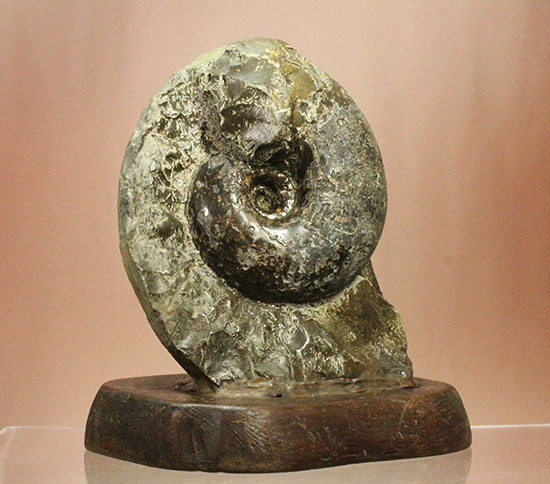 調度品として完全に仕上がっている北海道産アンモナイト(Ammonite)（その11）