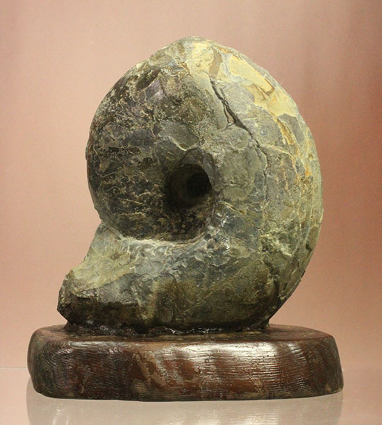 調度品として完全に仕上がっている北海道産アンモナイト(Ammonite)（その2）