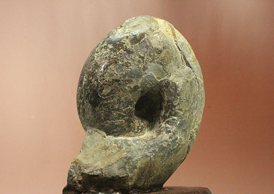 調度品として完全に仕上がっている北海道産アンモナイト(Ammonite)（その3）