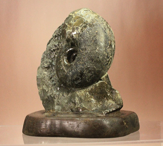 調度品として完全に仕上がっている北海道産アンモナイト(Ammonite)（その5）