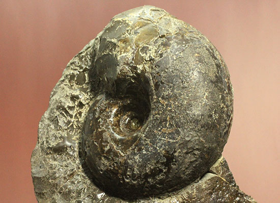 調度品として完全に仕上がっている北海道産アンモナイト(Ammonite)（その6）