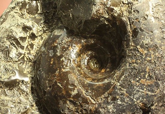 調度品として完全に仕上がっている北海道産アンモナイト(Ammonite)（その7）