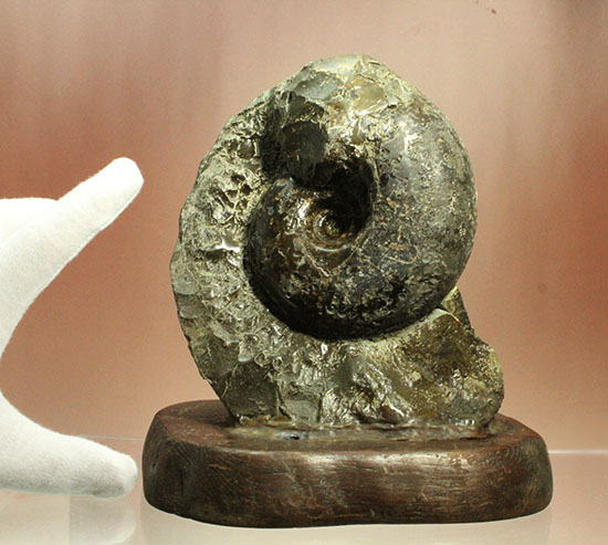 調度品として完全に仕上がっている北海道産アンモナイト(Ammonite)（その8）