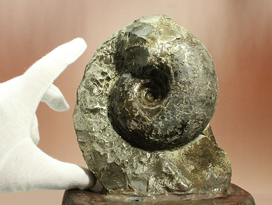 調度品として完全に仕上がっている北海道産アンモナイト(Ammonite)（その9）
