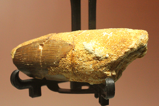 スピノサウルス歯化石とゴニアタイトアンモナイトのお得セット（スタンド＆ケース付）（その4）