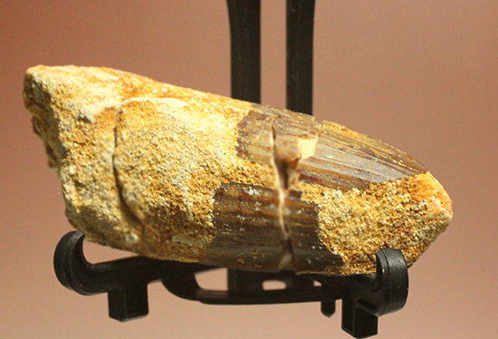 スピノサウルス歯化石とゴニアタイトアンモナイトのお得セット（スタンド＆ケース付）（その6）