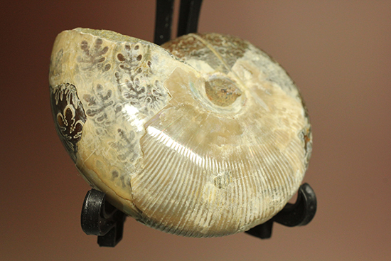 縫合線に加え、肋模様も同時に鑑賞できるアンモナイト化石(Ammonte