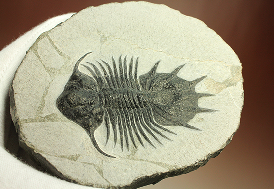 三葉虫コレクターのディスティニー、アカンソピゲ新種(Acanthopyge n sp.) 2013年Boulachghale産(その10)
