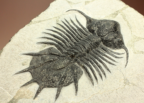 三葉虫コレクターのディスティニー、アカンソピゲ新種(Acanthopyge n sp.) 2013年Boulachghale産