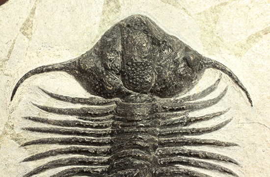三葉虫コレクターのディスティニー、アカンソピゲ新種（Acanthopyge n sp.） 2013年Boulachghale産