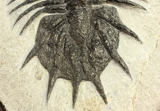 三葉虫コレクターのディスティニー、アカンソピゲ新種（Acanthopyge n sp.） 2013年Boulachghale産（その7）