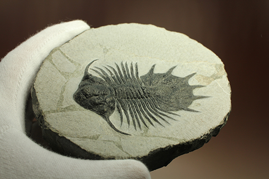 三葉虫コレクターのディスティニー、アカンソピゲ新種（Acanthopyge n sp.） 2013年Boulachghale産