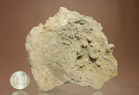 多数の繊細アンモナイトが見られます。フランス産アンモナイト母岩付（その12）