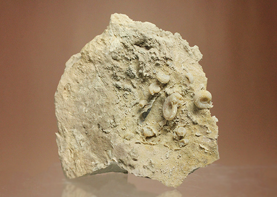 多数の繊細アンモナイトが見られます。フランス産アンモナイト母岩付（その3）