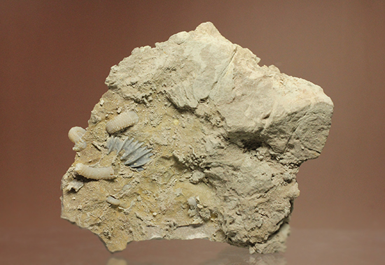 多数の繊細アンモナイトが見られます。フランス産アンモナイト母岩付（その6）