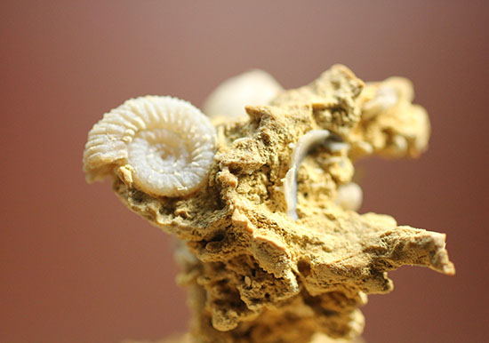 北海道産母岩付きアンモナイト群生化石 母岩との一体感が素晴らしい！北海道産の白亜紀後期のアンモナイト