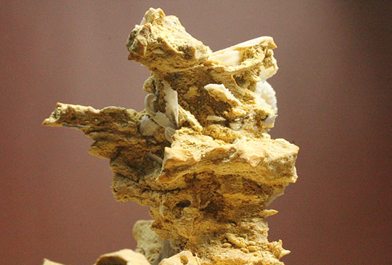 母岩の造形が凄すぎる！フランス産アンモナイト群集化石（その10）