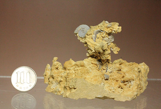 母岩の造形が凄すぎる！フランス産アンモナイト群集化石（その14）