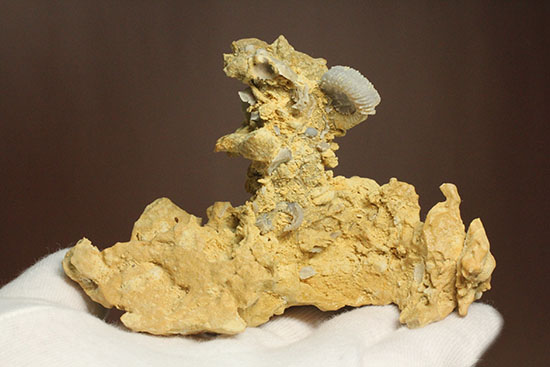 母岩の造形が凄すぎる！フランス産アンモナイト群集化石（その3）