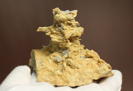 母岩の造形が凄すぎる！フランス産アンモナイト群集化石（その4）